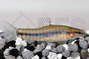 Savona Schmerle (Schistura savona)