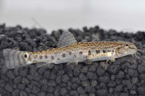 Indischer Steinbeißer (Lepidocephalithys thermalis)