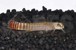 Rotschwanzschmerle (Nemacheilus fasciatus)