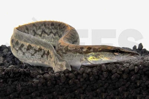 Riesenstachelaal (Mastacembelus armatus flavus)