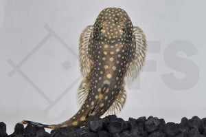 Punktierter Flossensauger (Gastromyzon punctulatus)