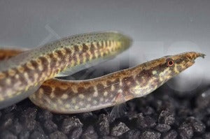 Afrikanischer Stachelaal (Afromastocembelus frenatus)