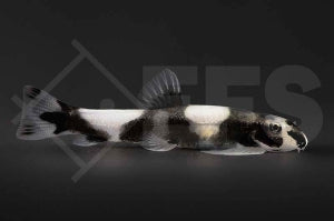 Pandaschmerle (Yaoshania pachychilus)