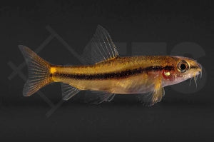 Rosy-Zwergschmerle (Tuberoschistura arakanensis)