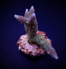 Lade das Bild in den Galerie-Viewer, Acropora aspera
