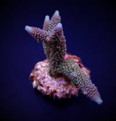 Acropora aspera