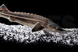 Sterlet (Acipenser ruthenus)