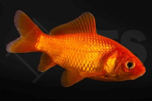 Goldfisch 