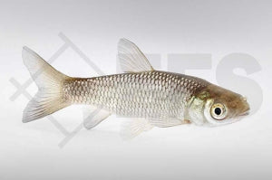Graskarpfen (Ctenopharyngodon idella)