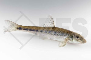 Gründling (Gobio gobio)