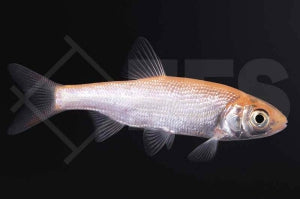 Goldorfe (Leuciscus idus)
