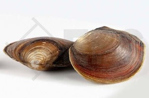 Mammut Muschel (Anodonta cygnea)