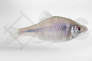 Bitterling (Rhodeus amarus)
