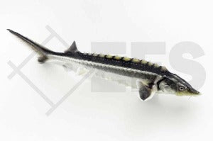 Waxdick Acipenser (gueldenstaedtii)