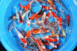 Koi A Top-Mix )Cyprinus carpio)