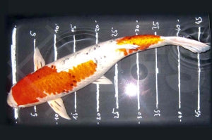 Koi A Top-Mix 