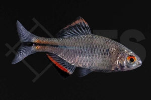 Chinesischer Bitterling (Paratanakia himantegus)