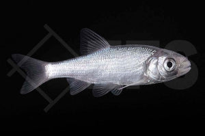 Blauorfe (Leuciscus idus)