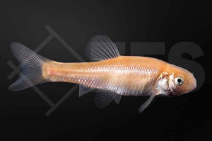 Goldelritzen (Pimephales promelas)