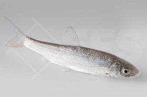 Nase (Chondrostoma nasus)