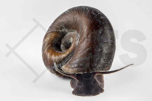 Posthornschnecke (Planorbarius corneus)