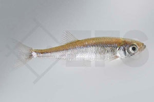Moderlieschen (Leucaspius delineatus)