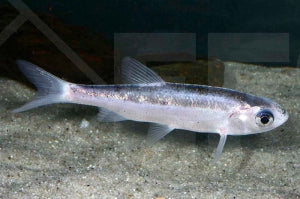 Silberorfe (Leuciscus idus)