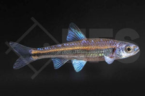 Regenbogenelritze (Notropis chrosomus)