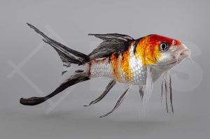 Butterfly Koi (Cyprinus carpio)