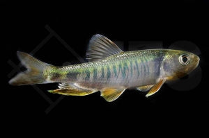 Japanischer Drachenfisch (Zacco platypus)