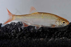 Goldrotfeder (Scardinius erythrophthalmus)