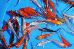 Koi Standard Mix (Cyprinus carpio)