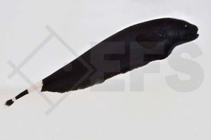Weißstirnmesserfisch (Apteronotus albifrons)