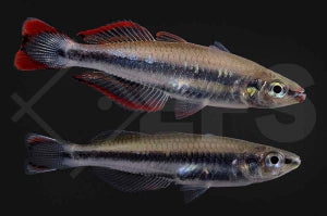 Madagaskar Ährenfisch (Bedotia geayi)