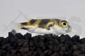 Assel-Süßwasserkugelfisch (Colomesus asellus)
