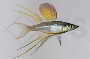 Filigran Regenbogenfisch (Iriatherina werneri)