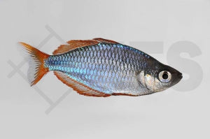 Diamant-Regenbogenfisch (Melanotaenia praecox)