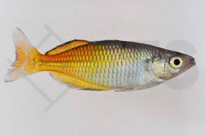 Boesemans Regenbogenfisch (Melanotaenia boesemani)