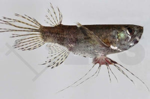 Schmetterlingsfisch (Pantodon bucholzi)