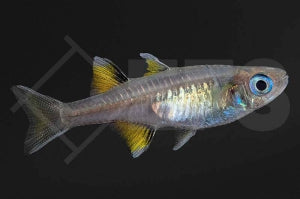Schmetterling-Regenbogenfisch (Pseudomugil signifer)