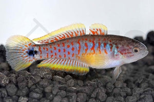 Schwanzfleck-Schläfergrundel (Tateurdina ocellicauda)
