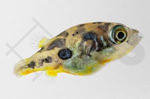 Erbsenkugelfisch (Carinotetraodon travancoricus)