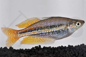 Westlicher Regenbogenfisch (Melanotaenia splendita australis)