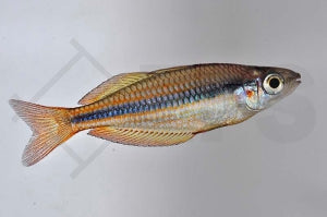 Juwelen-Regenbogenfisch (Melanotaenia trifasciata)