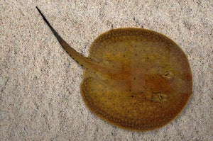 Marmorierter Stachelrochen (Potamotrygon hystrix)