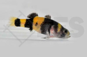 Goldringelgrundel (Hypogymnogobius xanthozona)