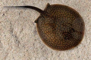 Netzstachelrochen (Potamotrygon reticulatus)