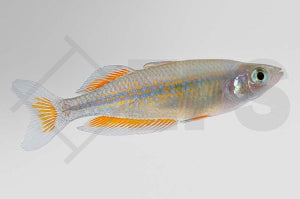 Parkinsons Regenbogenfisch (Melanotaenia parkinsoni)