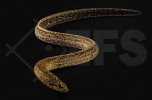 Marmorierter Kiemenschlitzaal (Synbranchus marmoratus)