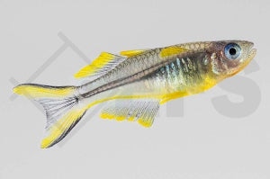 Gabelschwanz-Regenbogenfisch (Pseudomugil furcatus)
